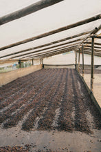 Load image into Gallery viewer, La Primavera - Pink Bourbon - Colombia