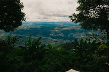 Load image into Gallery viewer, La Primavera - Pink Bourbon - Colombia