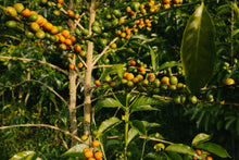 Load image into Gallery viewer, La Primavera - Pink Bourbon - Colombia